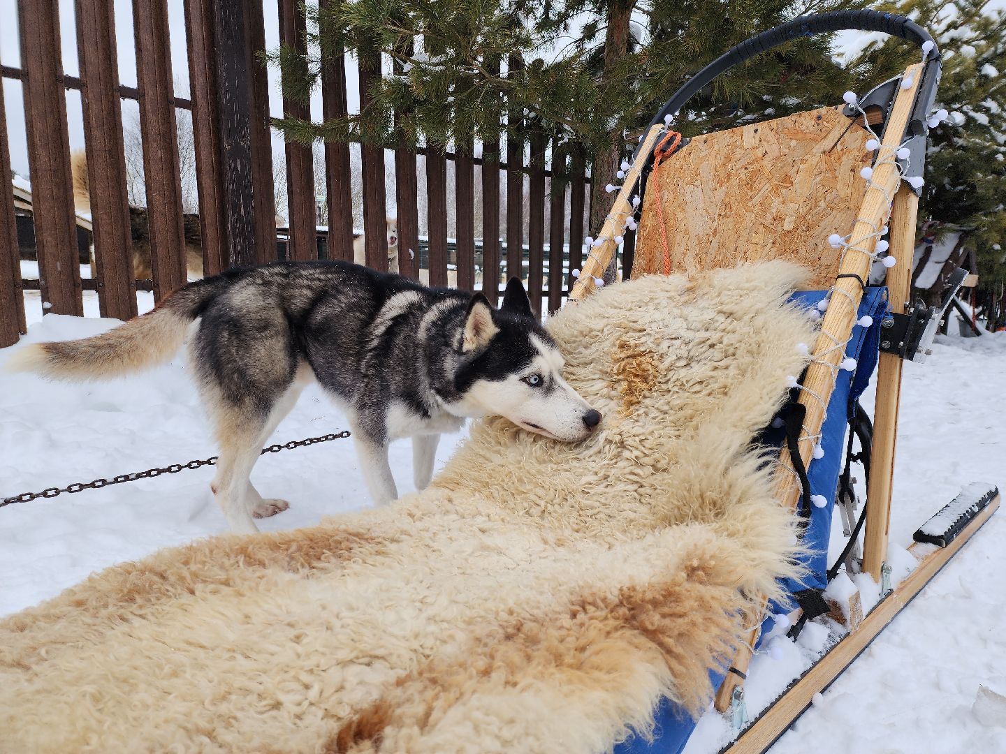 хаски-деревня, рузская аляска, зима в подмосковье, зима в рузе, руза, туризм в рузе, рузский городской округ, вертикалки,