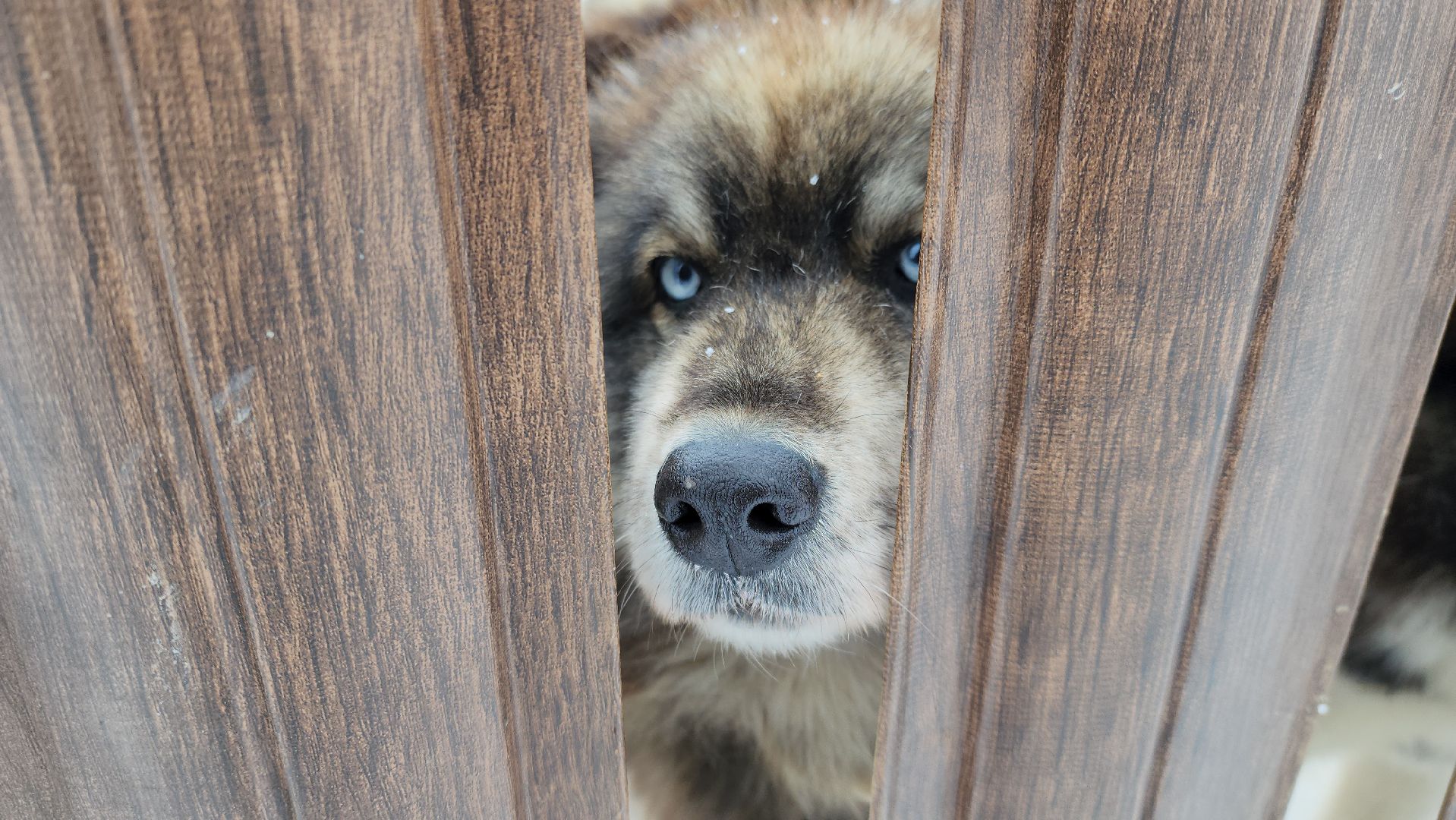 хаски-деревня, рузская аляска, зима в подмосковье, зима в рузе, руза, туризм в рузе, рузский городской округ, вертикалки,