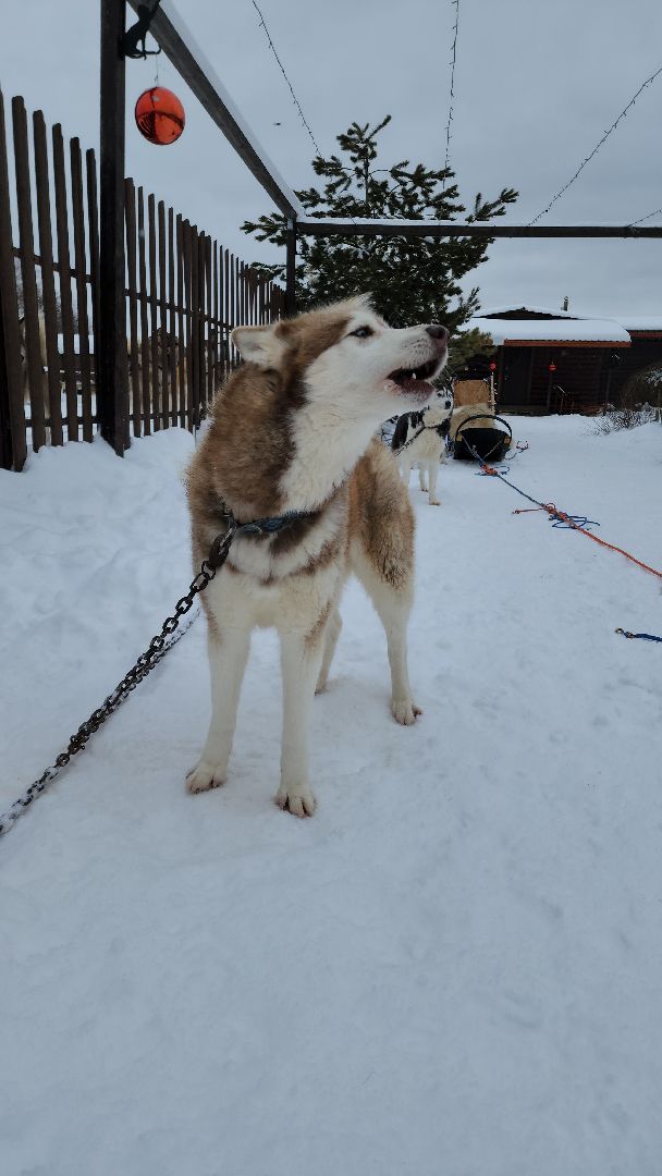 хаски-деревня, рузская аляска, зима в подмосковье, зима в рузе, руза, туризм в рузе, рузский городской округ, вертикалки,