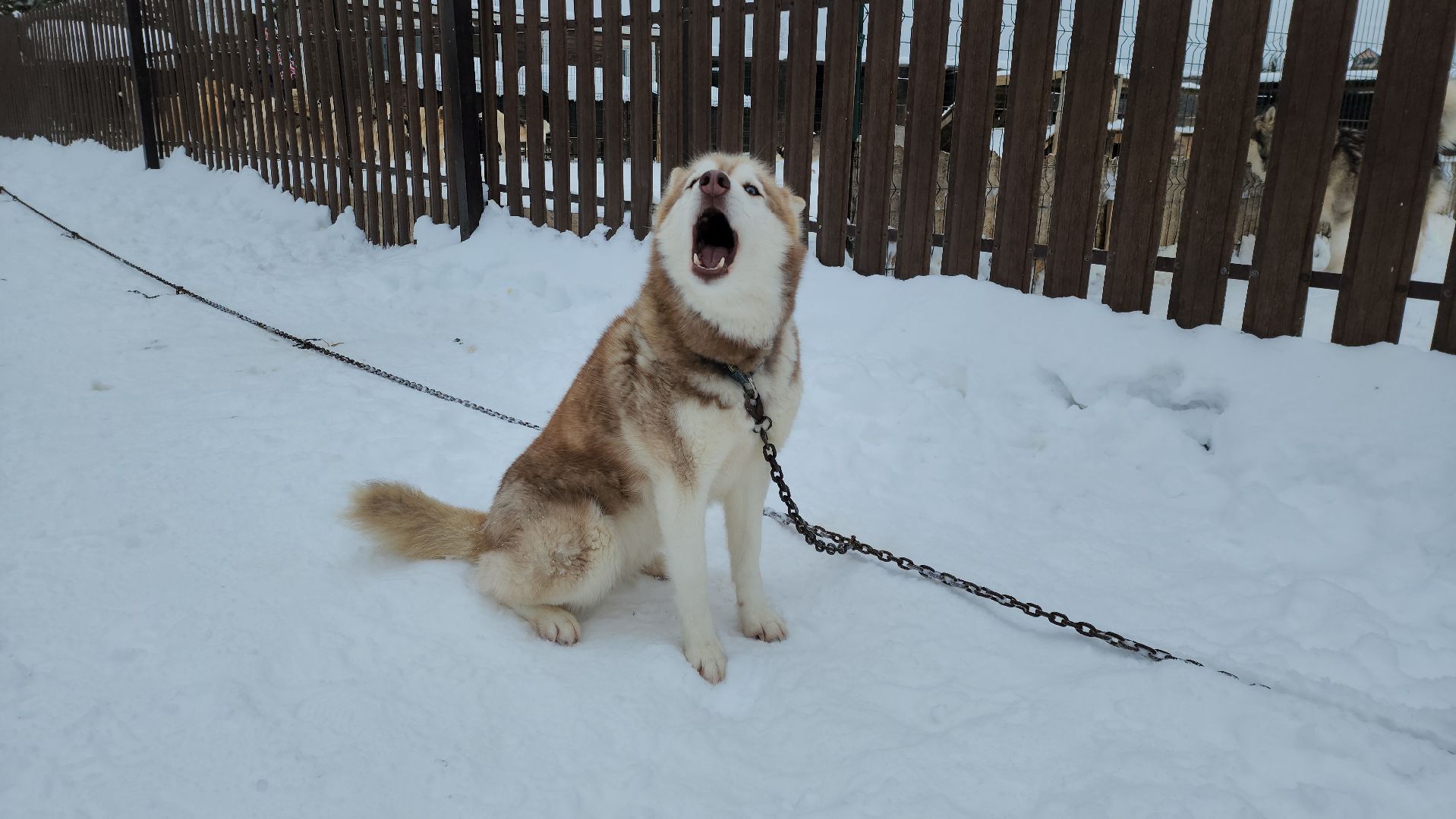 хаски-деревня, рузская аляска, зима в подмосковье, зима в рузе, руза, туризм в рузе, рузский городской округ, вертикалки,