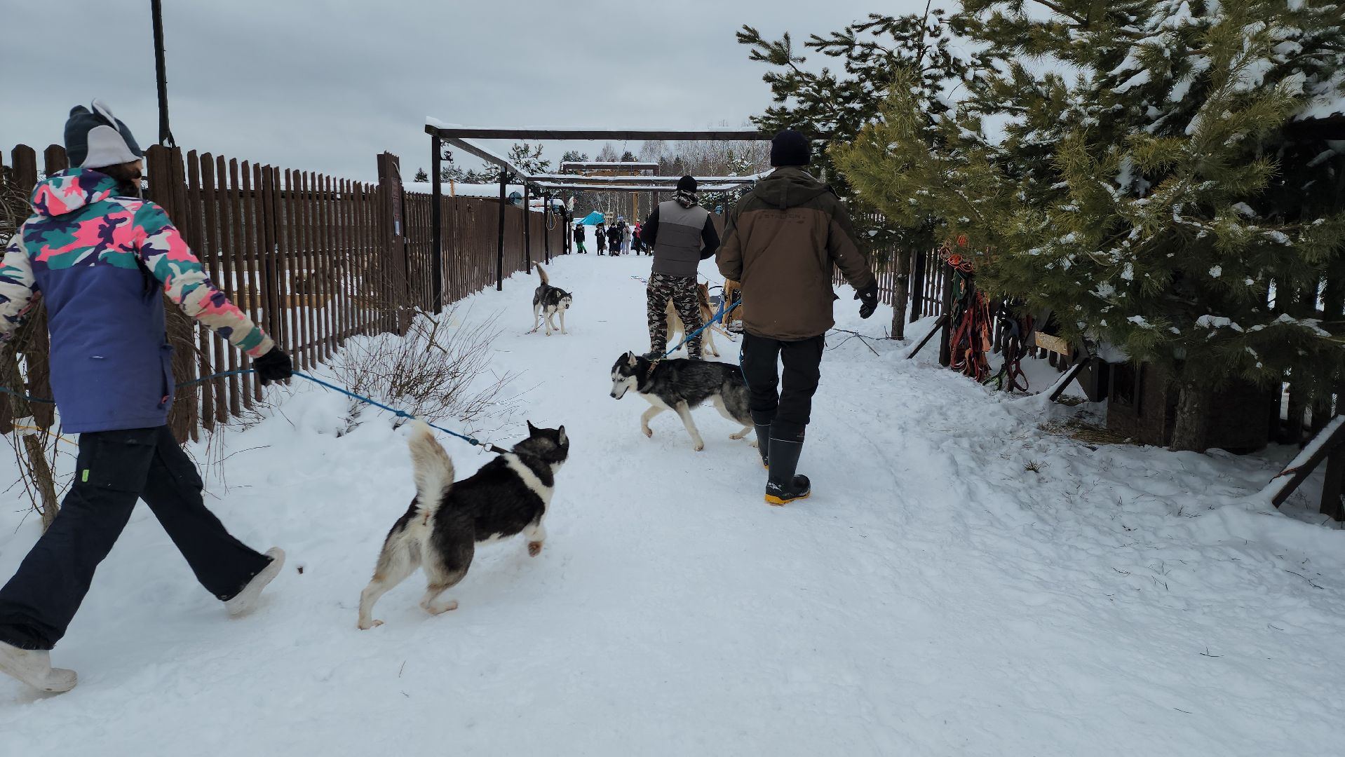 хаски-деревня, рузская аляска, зима в подмосковье, зима в рузе, руза, туризм в рузе, рузский городской округ, вертикалки,