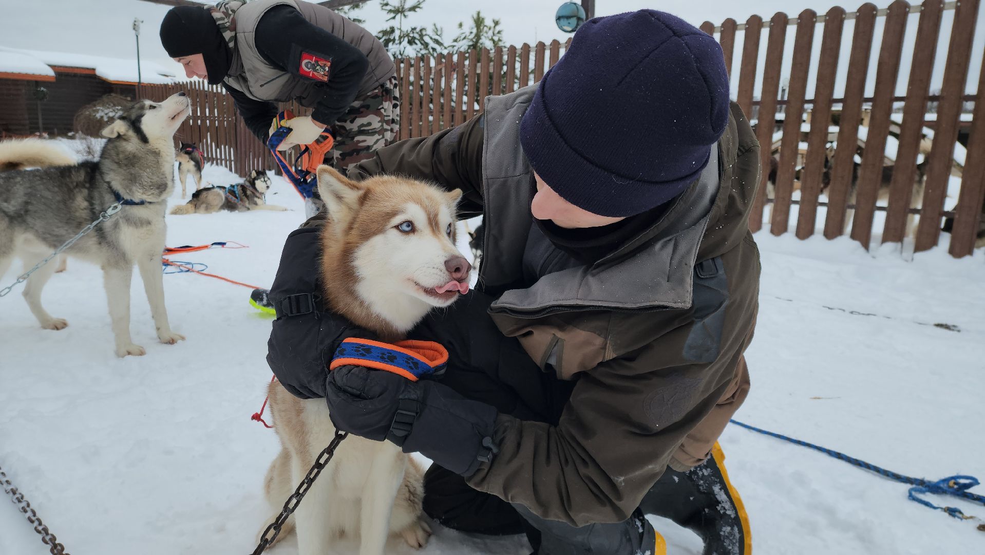 хаски-деревня, рузская аляска, зима в подмосковье, зима в рузе, руза, туризм в рузе, рузский городской округ, вертикалки,