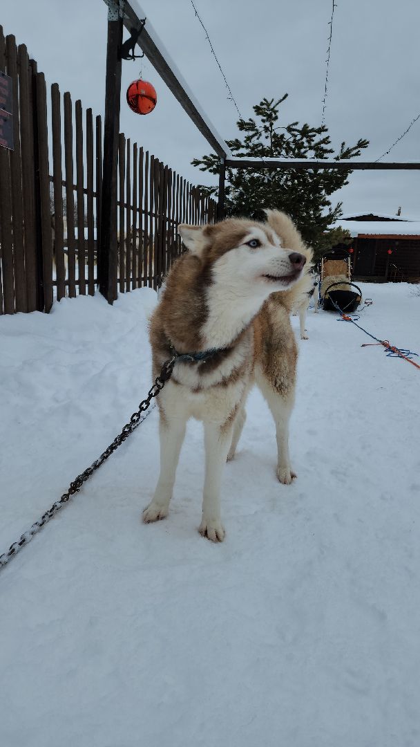хаски-деревня, рузская аляска, зима в подмосковье, зима в рузе, руза, туризм в рузе, рузский городской округ, вертикалки,
