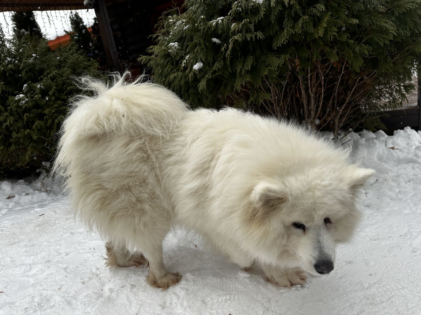 хаски-деревня, рузская аляска, зима в подмосковье, зима в рузе, руза, туризм в рузе, рузский городской округ, вертикалки,