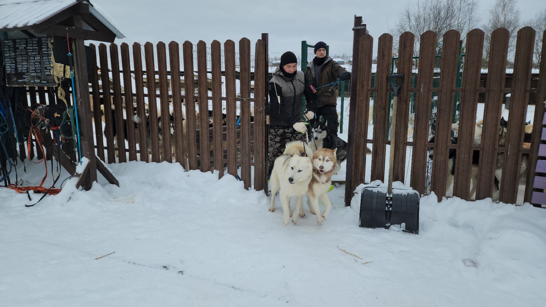 хаски-деревня, рузская аляска, зима в подмосковье, зима в рузе, руза, туризм в рузе, рузский городской округ, вертикалки,