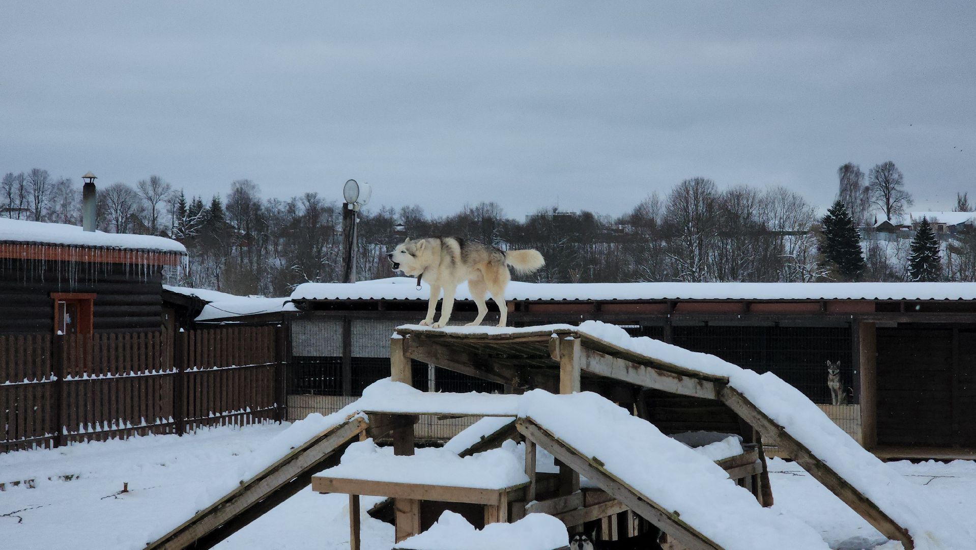 хаски-деревня, рузская аляска, зима в подмосковье, зима в рузе, руза, туризм в рузе, рузский городской округ, вертикалки,