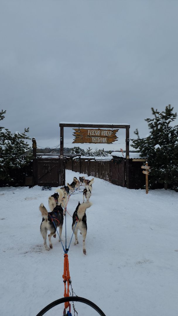 хаски-деревня, рузская аляска, зима в подмосковье, зима в рузе, руза, туризм в рузе, рузский городской округ, вертикалки,