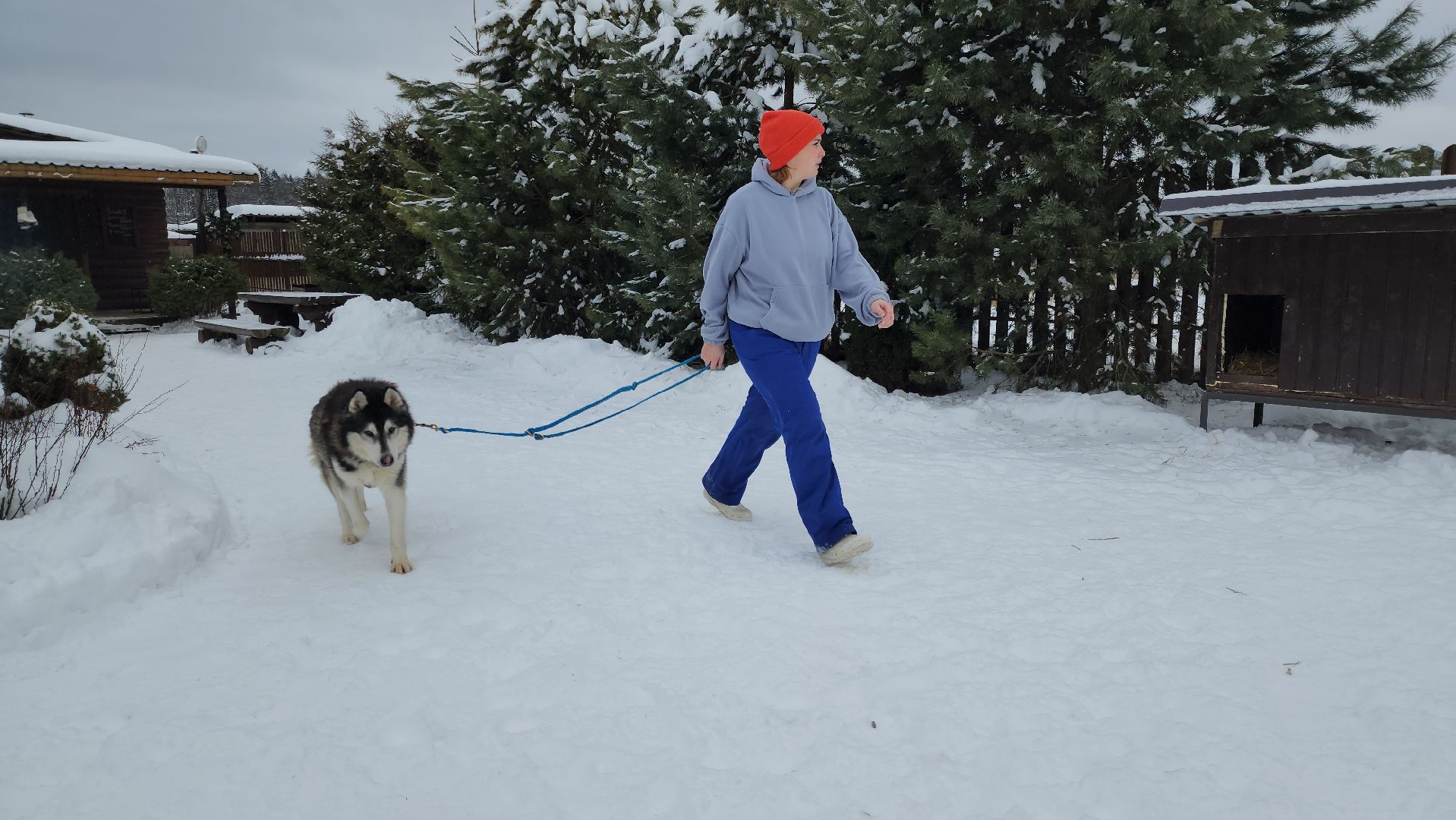 хаски-деревня, рузская аляска, зима в подмосковье, зима в рузе, руза, туризм в рузе, рузский городской округ, вертикалки,