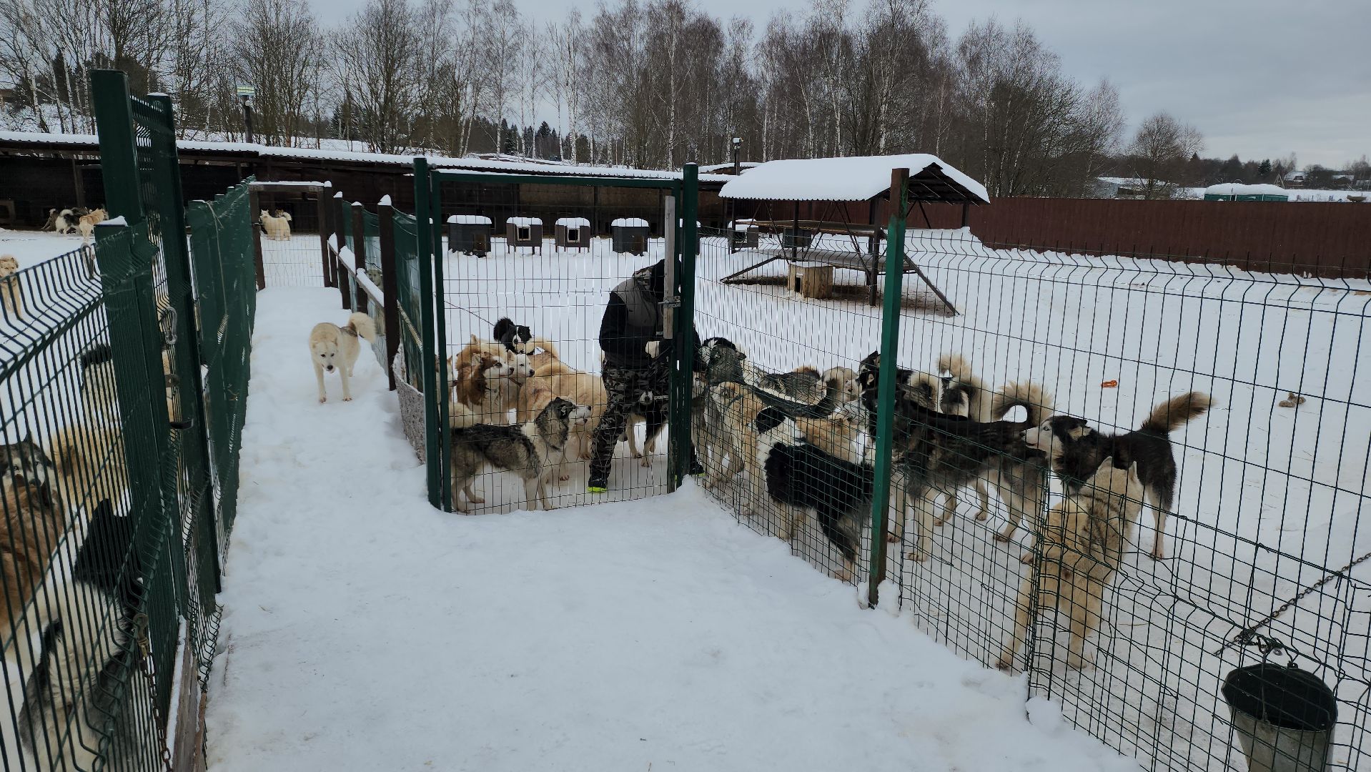 хаски-деревня, рузская аляска, зима в подмосковье, зима в рузе, руза, туризм в рузе, рузский городской округ, вертикалки,