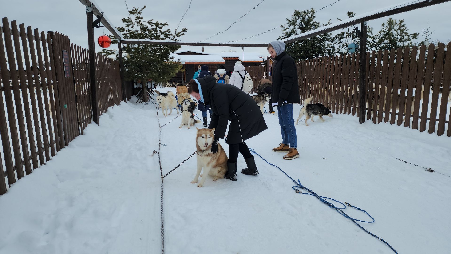 хаски-деревня, рузская аляска, зима в подмосковье, зима в рузе, руза, туризм в рузе, рузский городской округ, вертикалки,