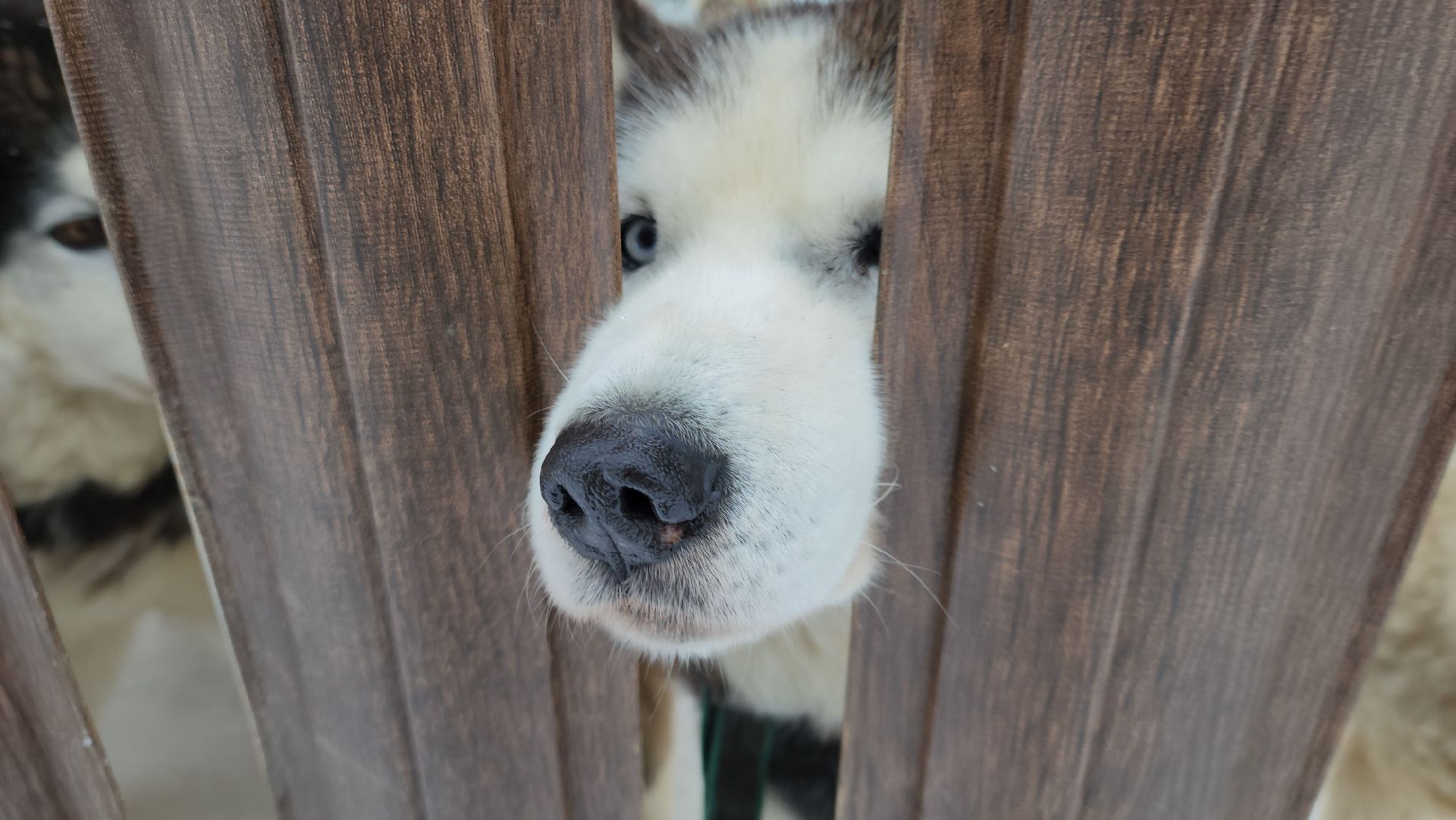 хаски-деревня, рузская аляска, зима в подмосковье, зима в рузе, руза, туризм в рузе, рузский городской округ, вертикалки,