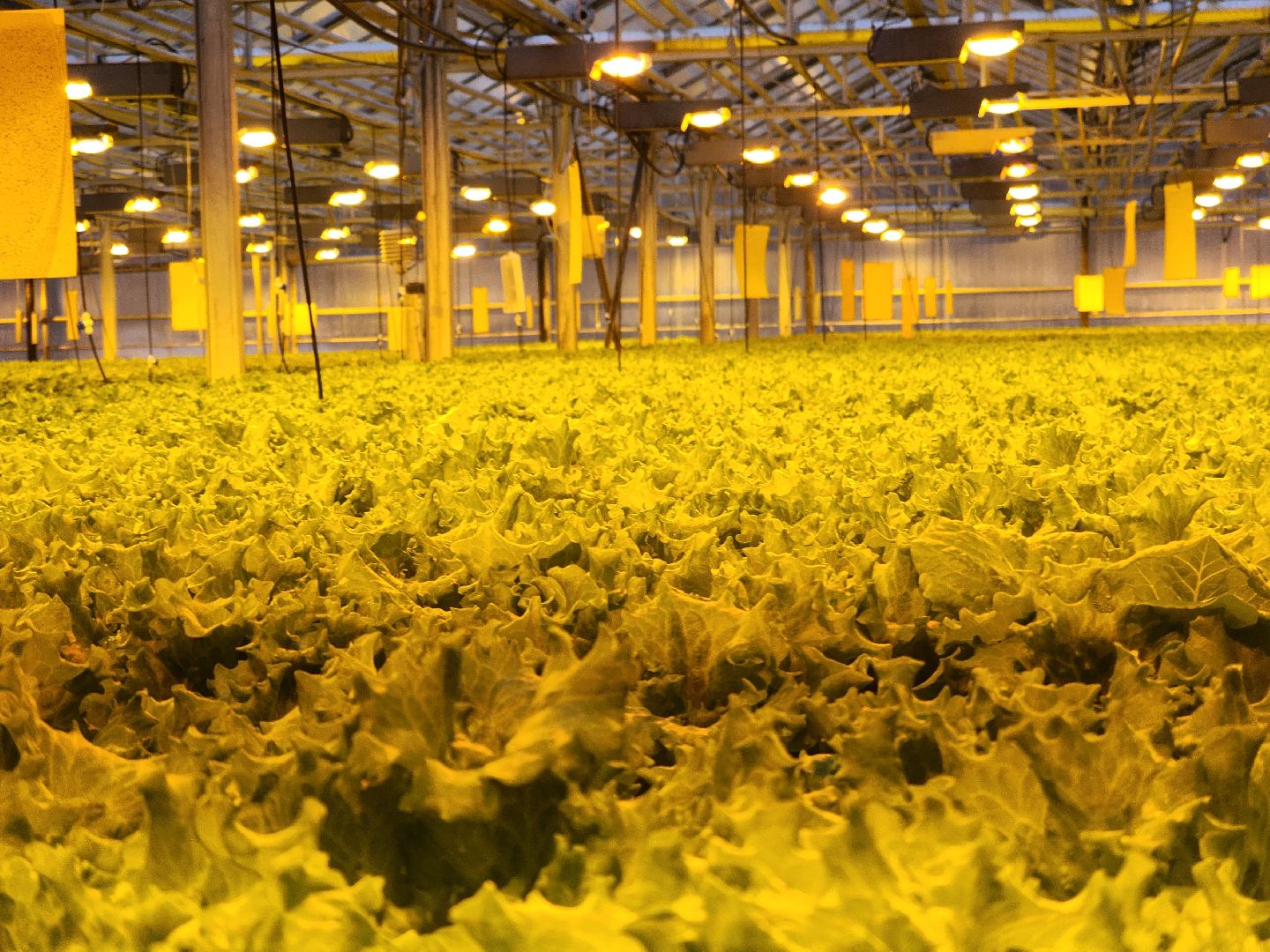 одинцово, бизнес, агроном, салат, земляника, теплица,Хрустальная трава, Китай, Впервые в России,