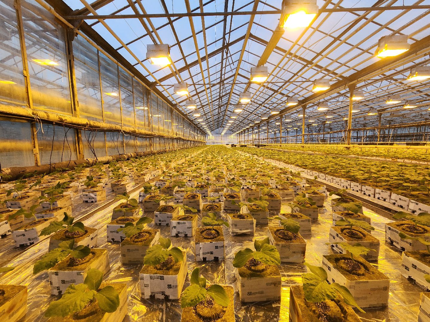 одинцово, бизнес, агроном, салат, земляника, теплица,Хрустальная трава, Китай, Впервые в России,