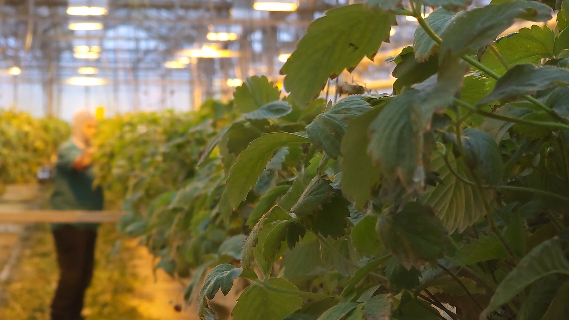 одинцово, бизнес, агроном, салат, земляника, теплица,Хрустальная трава, Китай, Впервые в России,