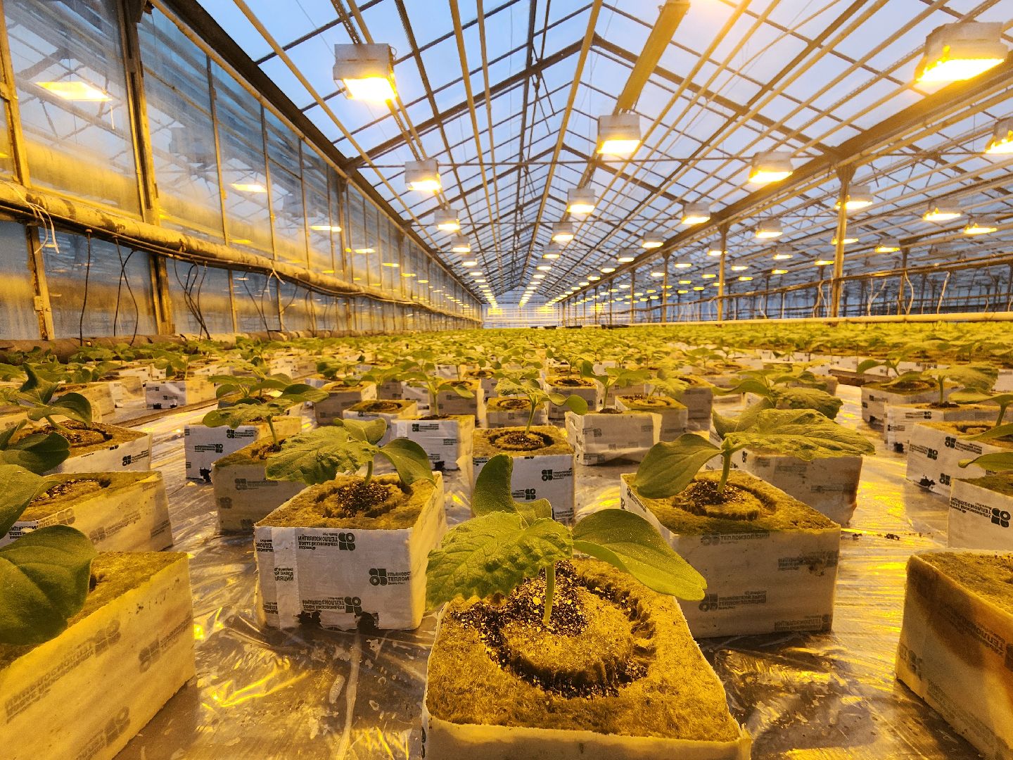 одинцово, бизнес, агроном, салат, земляника, теплица,Хрустальная трава, Китай, Впервые в России,