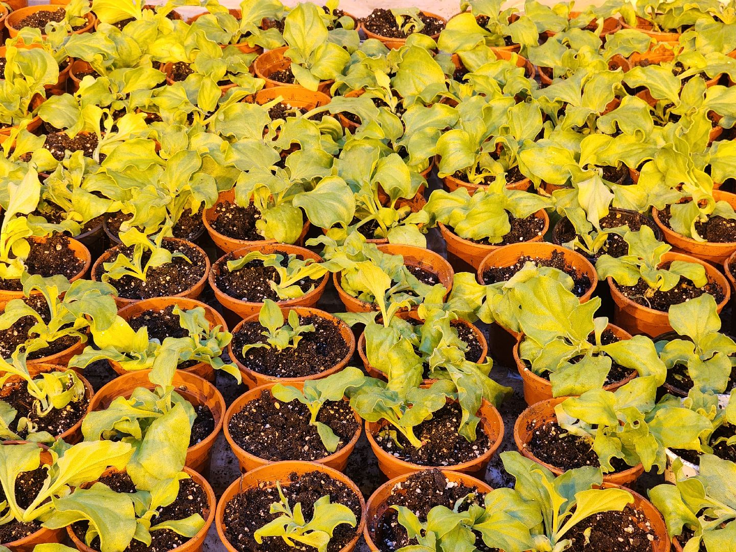 одинцово, бизнес, агроном, салат, земляника, теплица,Хрустальная трава, Китай, Впервые в России,