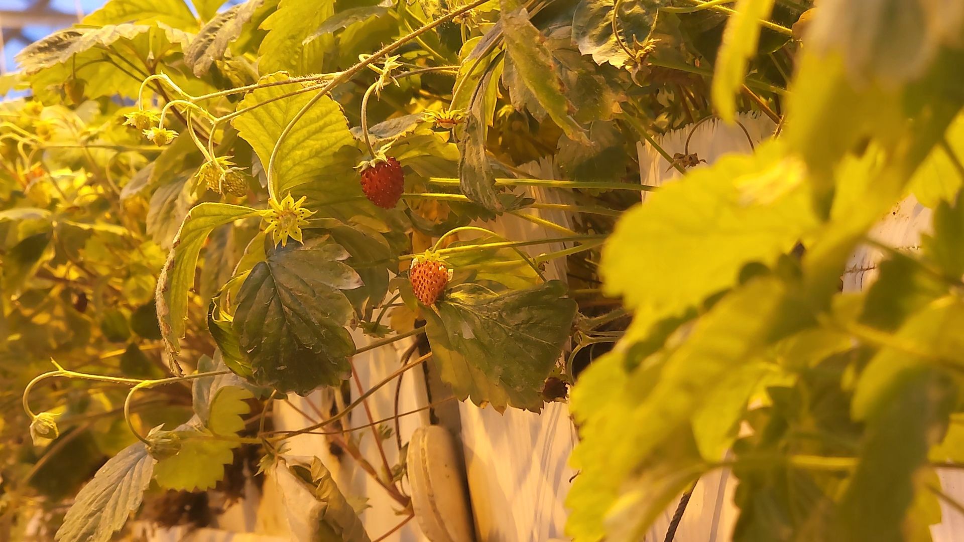 одинцово, бизнес, агроном, салат, земляника, теплица,Хрустальная трава, Китай, Впервые в России,