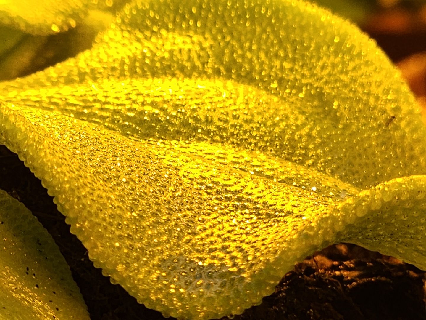 одинцово, бизнес, агроном, салат, земляника, теплица,Хрустальная трава, Китай, Впервые в России,