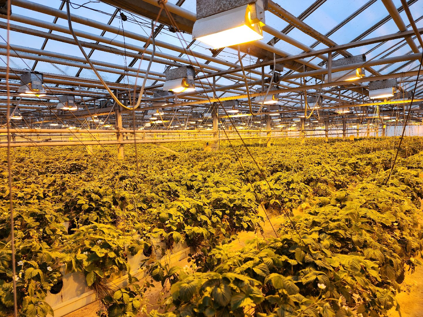 одинцово, бизнес, агроном, салат, земляника, теплица,Хрустальная трава, Китай, Впервые в России,