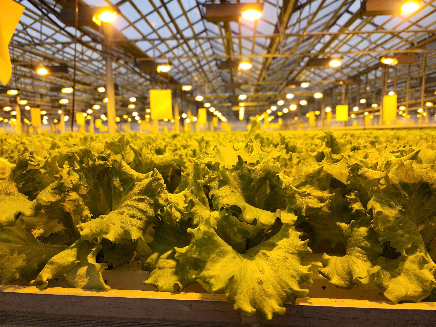 одинцово, бизнес, агроном, салат, земляника, теплица,Хрустальная трава, Китай, Впервые в России,