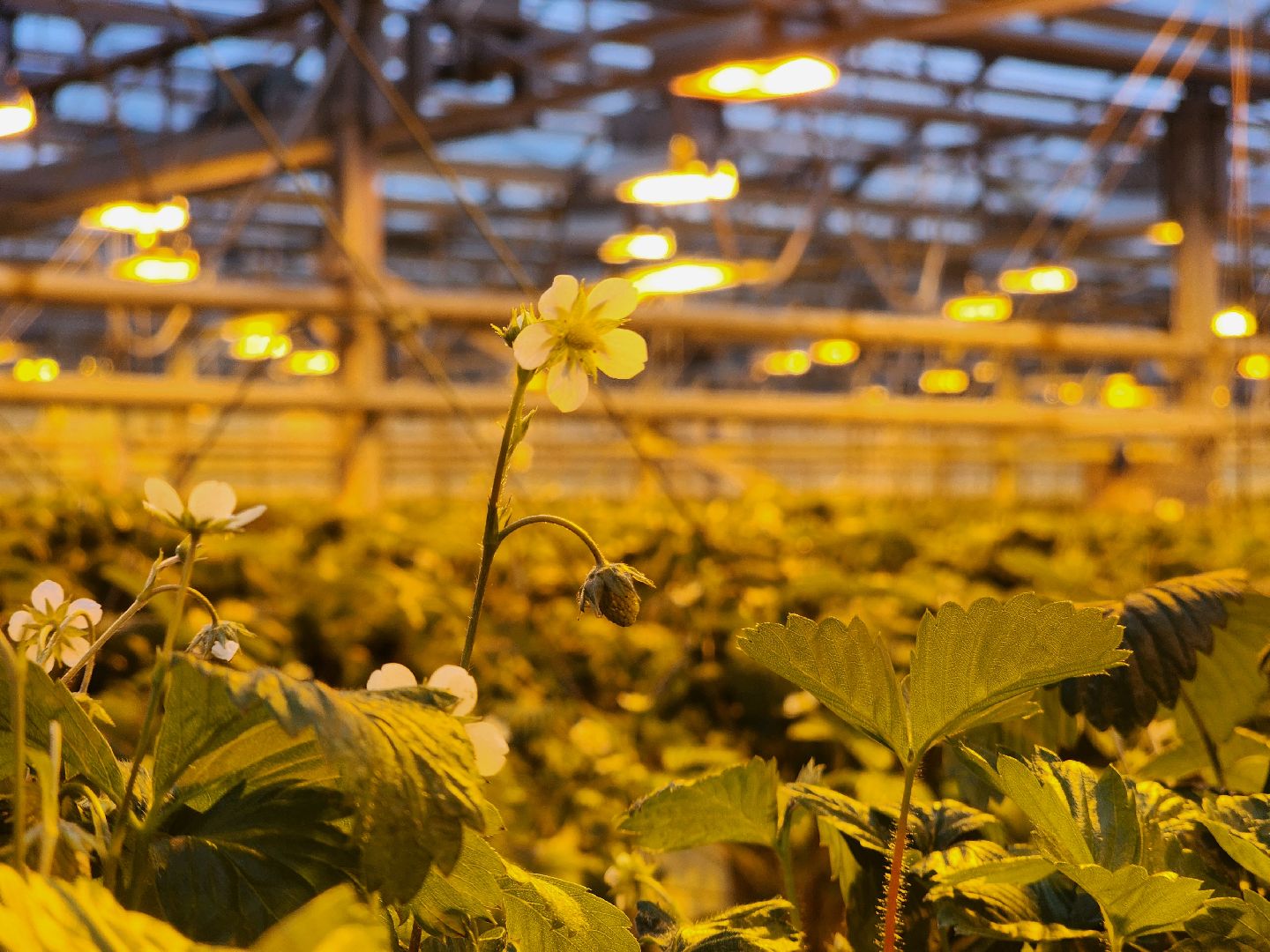 одинцово, бизнес, агроном, салат, земляника, теплица,Хрустальная трава, Китай, Впервые в России,