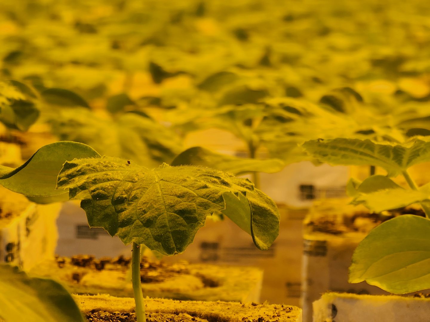 одинцово, бизнес, агроном, салат, земляника, теплица,Хрустальная трава, Китай, Впервые в России,