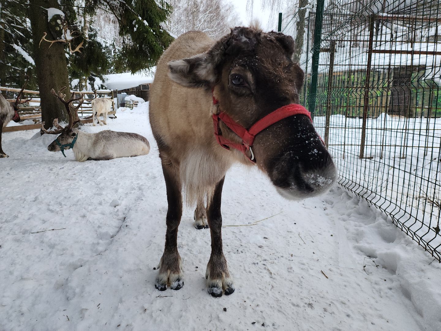 Руза, зима в подмосковье, зима в рузе, оленья ферма, Северные олени, Туризм, туризм в подмосковье, туризм в рузе, вертикалки,