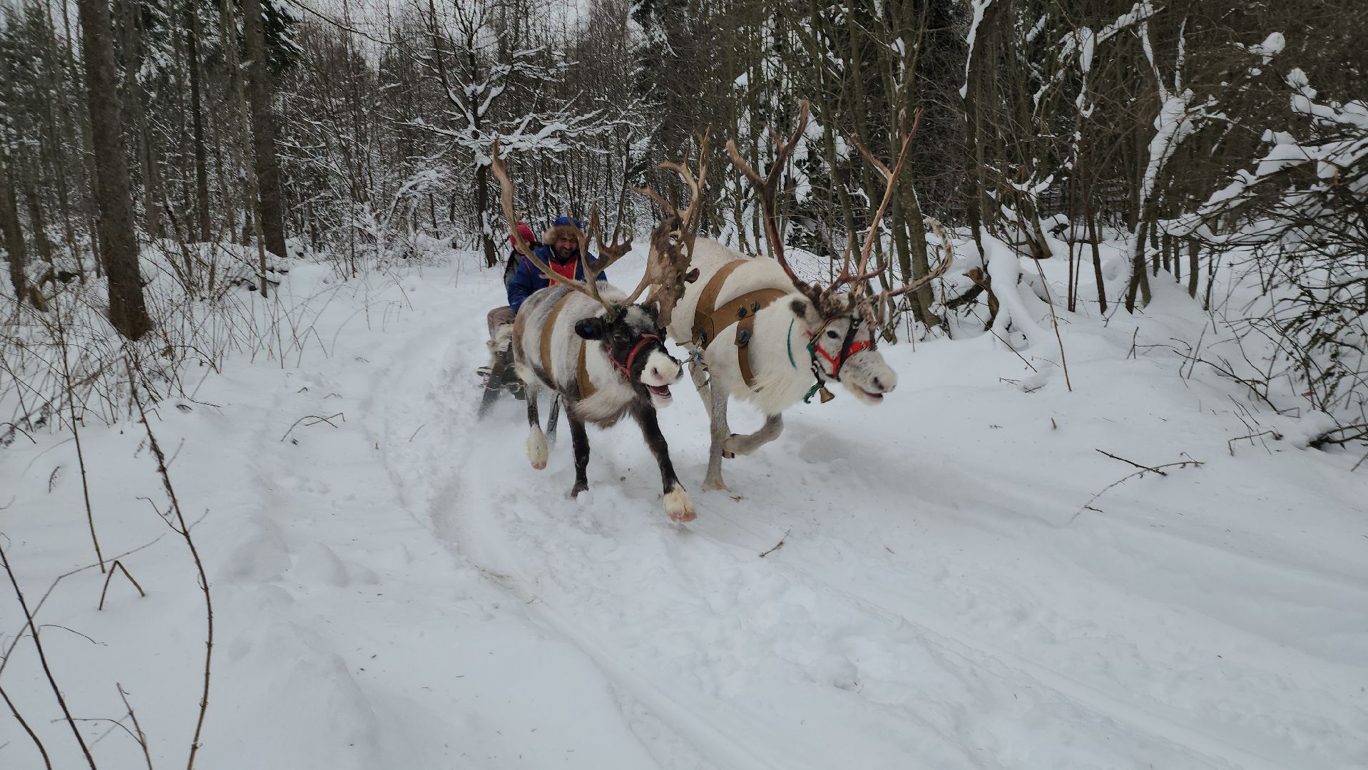 Руза, зима в подмосковье, зима в рузе, оленья ферма, Северные олени, Туризм, туризм в подмосковье, туризм в рузе, вертикалки,