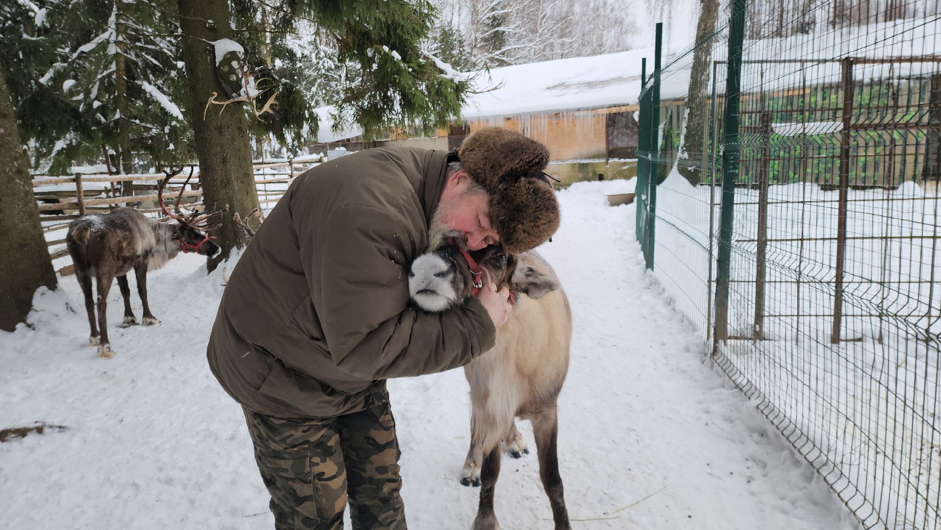Руза, зима в подмосковье, зима в рузе, оленья ферма, Северные олени, Туризм, туризм в подмосковье, туризм в рузе, вертикалки,
