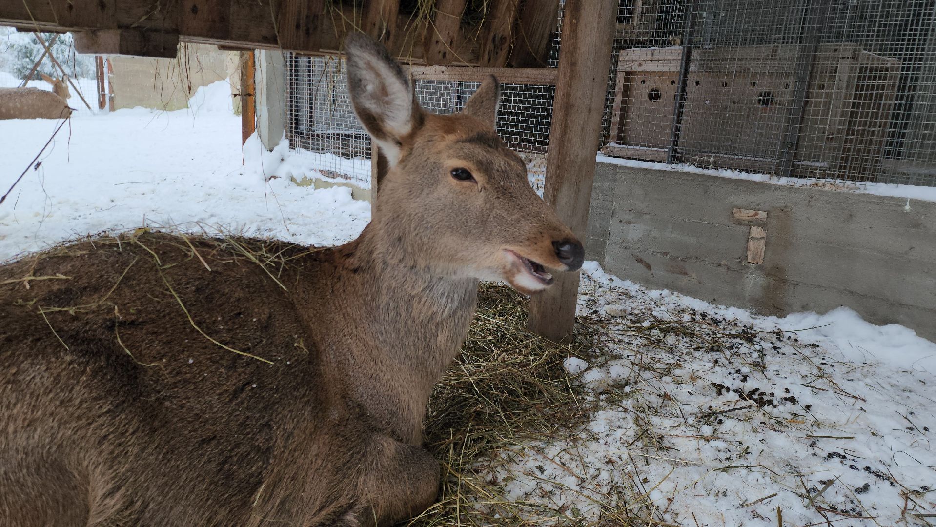 Руза, зима в подмосковье, зима в рузе, оленья ферма, Северные олени, Туризм, туризм в подмосковье, туризм в рузе, вертикалки,