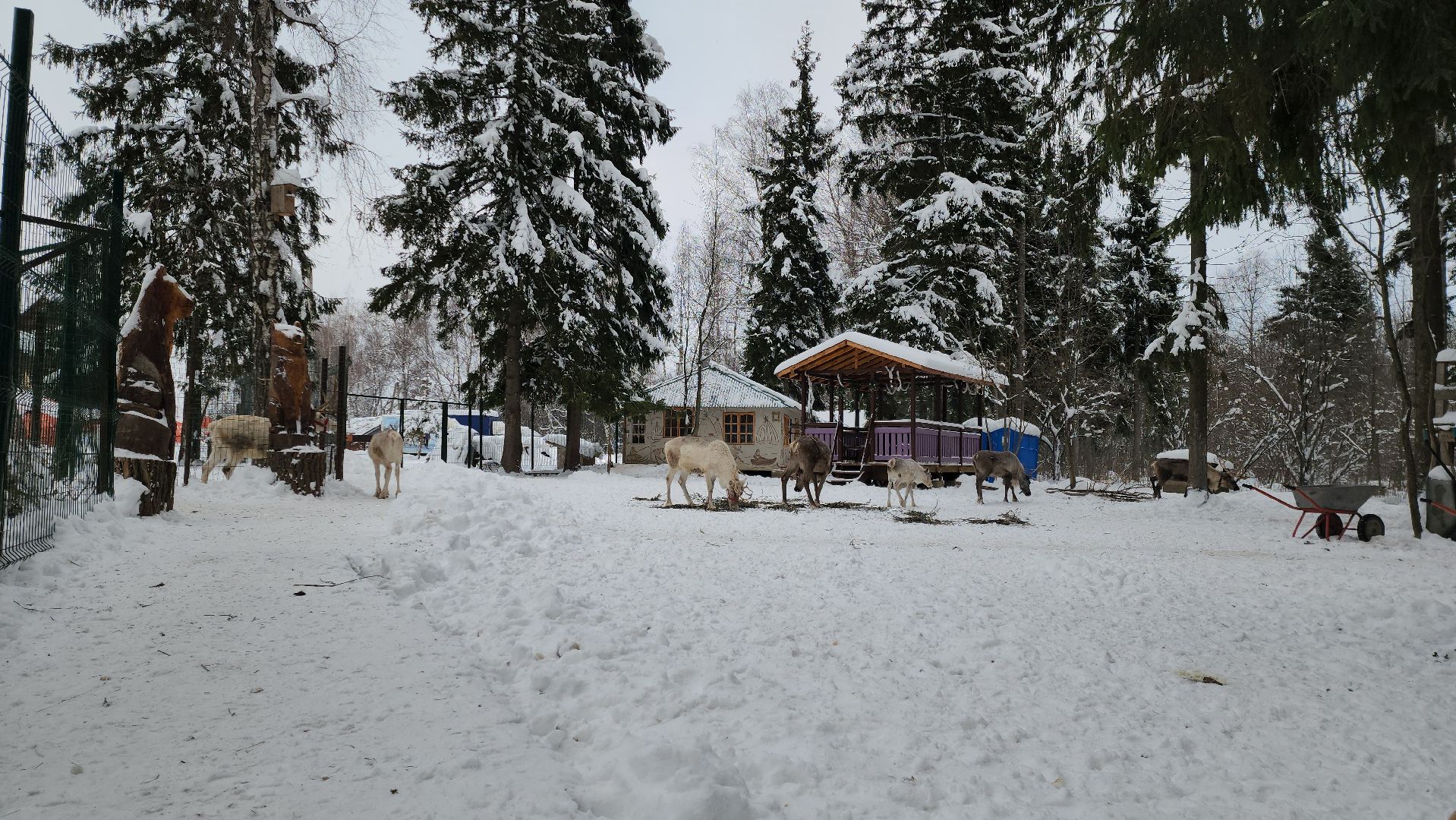 Руза, зима в подмосковье, зима в рузе, оленья ферма, Северные олени, Туризм, туризм в подмосковье, туризм в рузе, вертикалки,