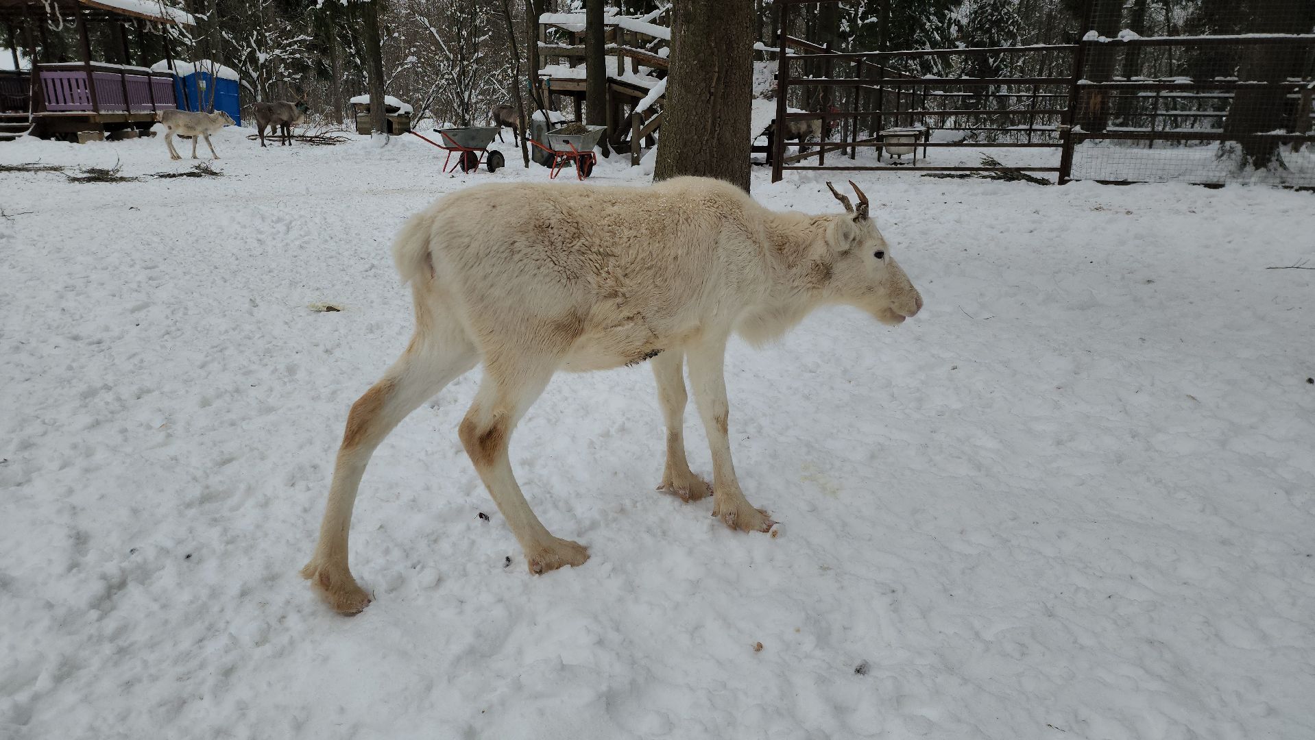 Руза, зима в подмосковье, зима в рузе, оленья ферма, Северные олени, Туризм, туризм в подмосковье, туризм в рузе, вертикалки,