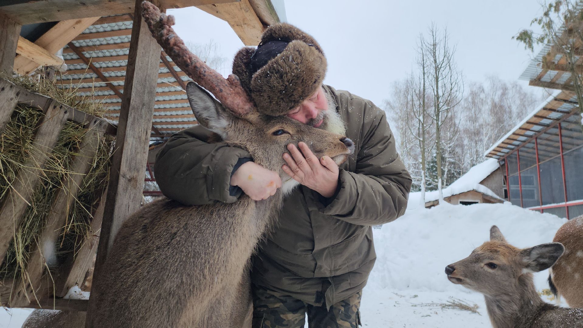 Руза, зима в подмосковье, зима в рузе, оленья ферма, Северные олени, Туризм, туризм в подмосковье, туризм в рузе, вертикалки,
