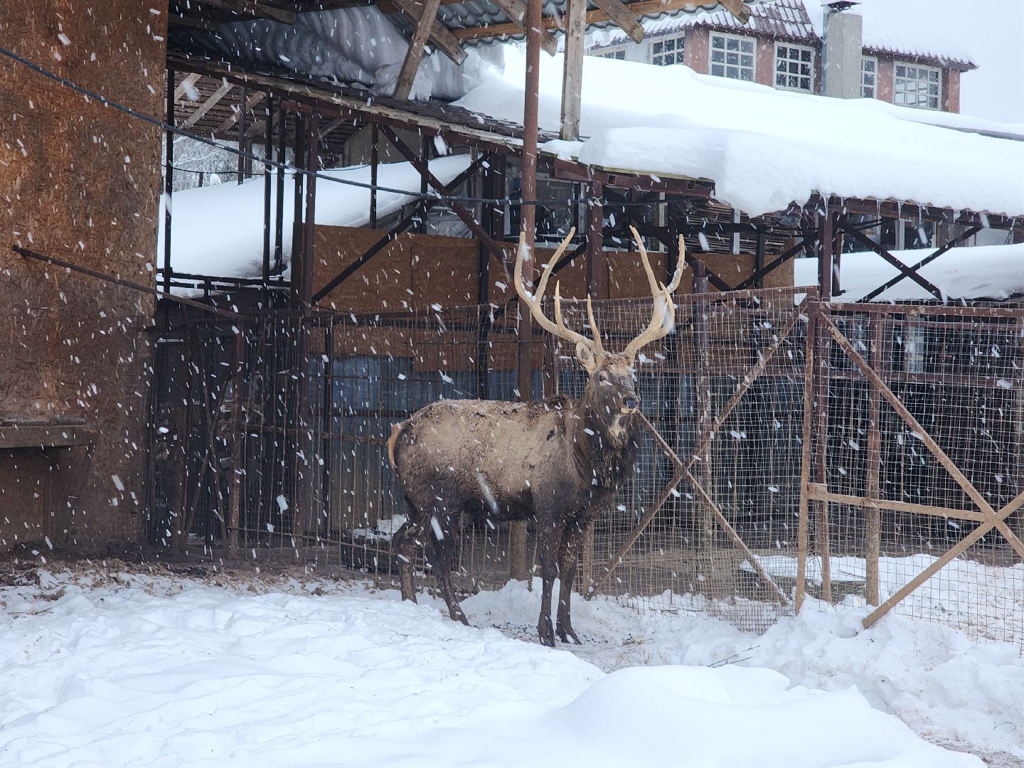 Руза, зима в подмосковье, зима в рузе, оленья ферма, Северные олени, Туризм, туризм в подмосковье, туризм в рузе, вертикалки,