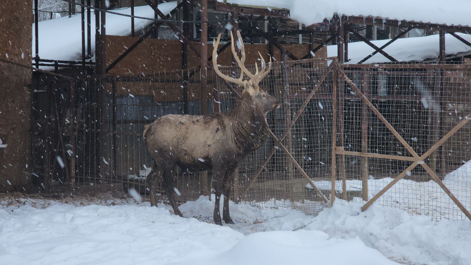 Руза, зима в подмосковье, зима в рузе, оленья ферма, Северные олени, Туризм, туризм в подмосковье, туризм в рузе, вертикалки,