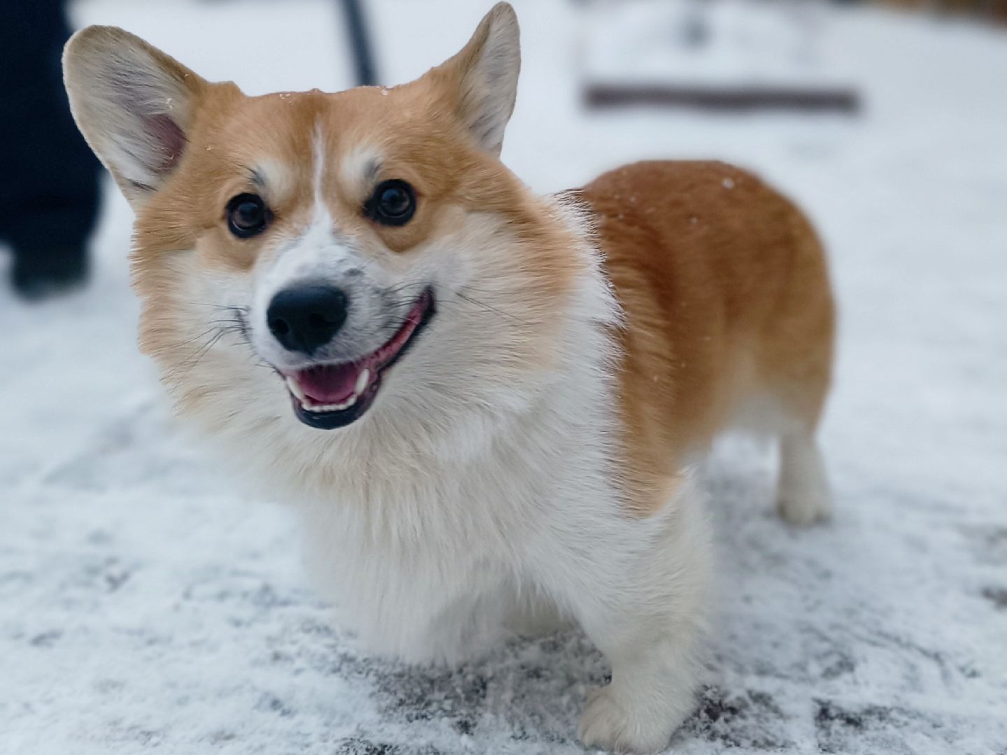 транспорт, новый автобус, лобня, вертикалки,