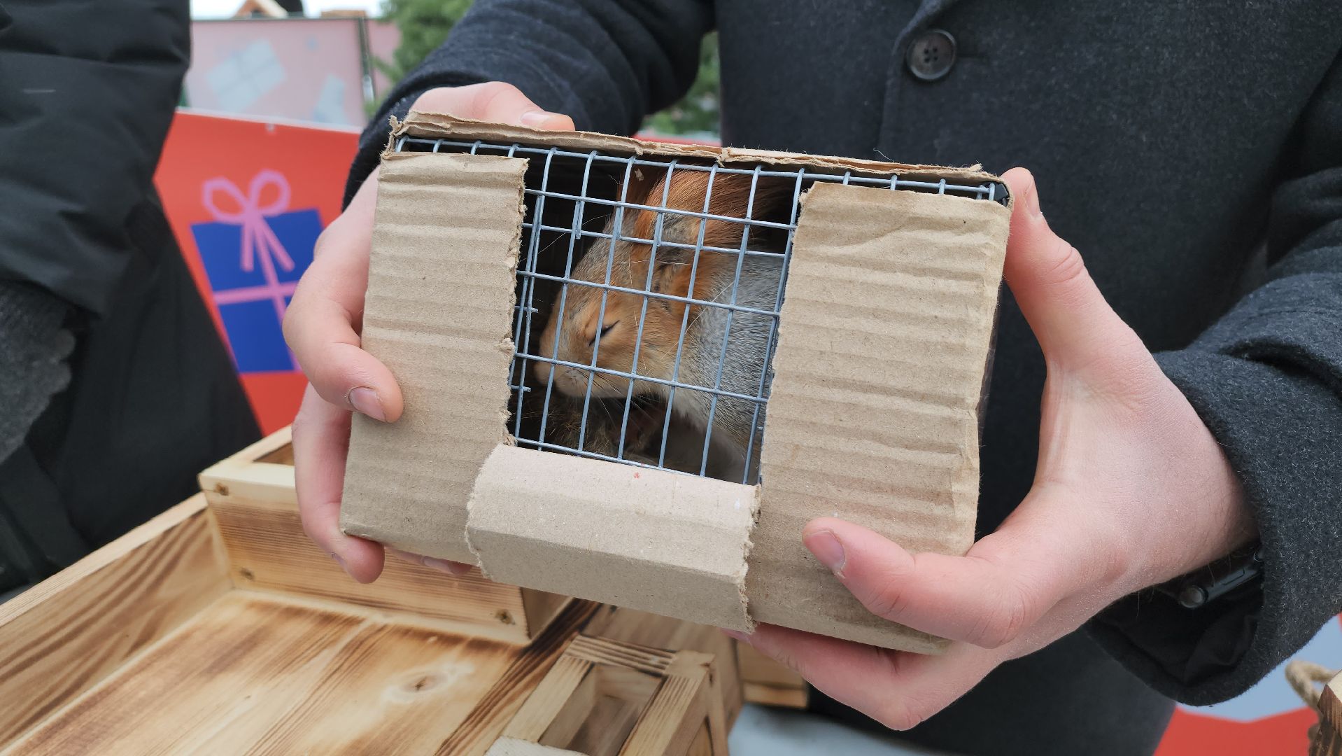 проект беличья тропа, люберцы, малаховское озеро, парки, белки,