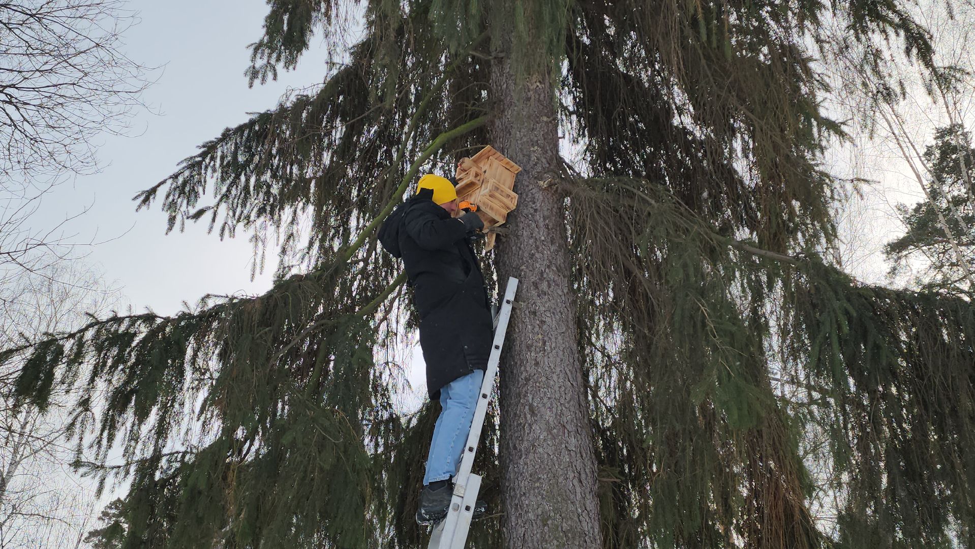 проект беличья тропа, люберцы, малаховское озеро, парки, белки,
