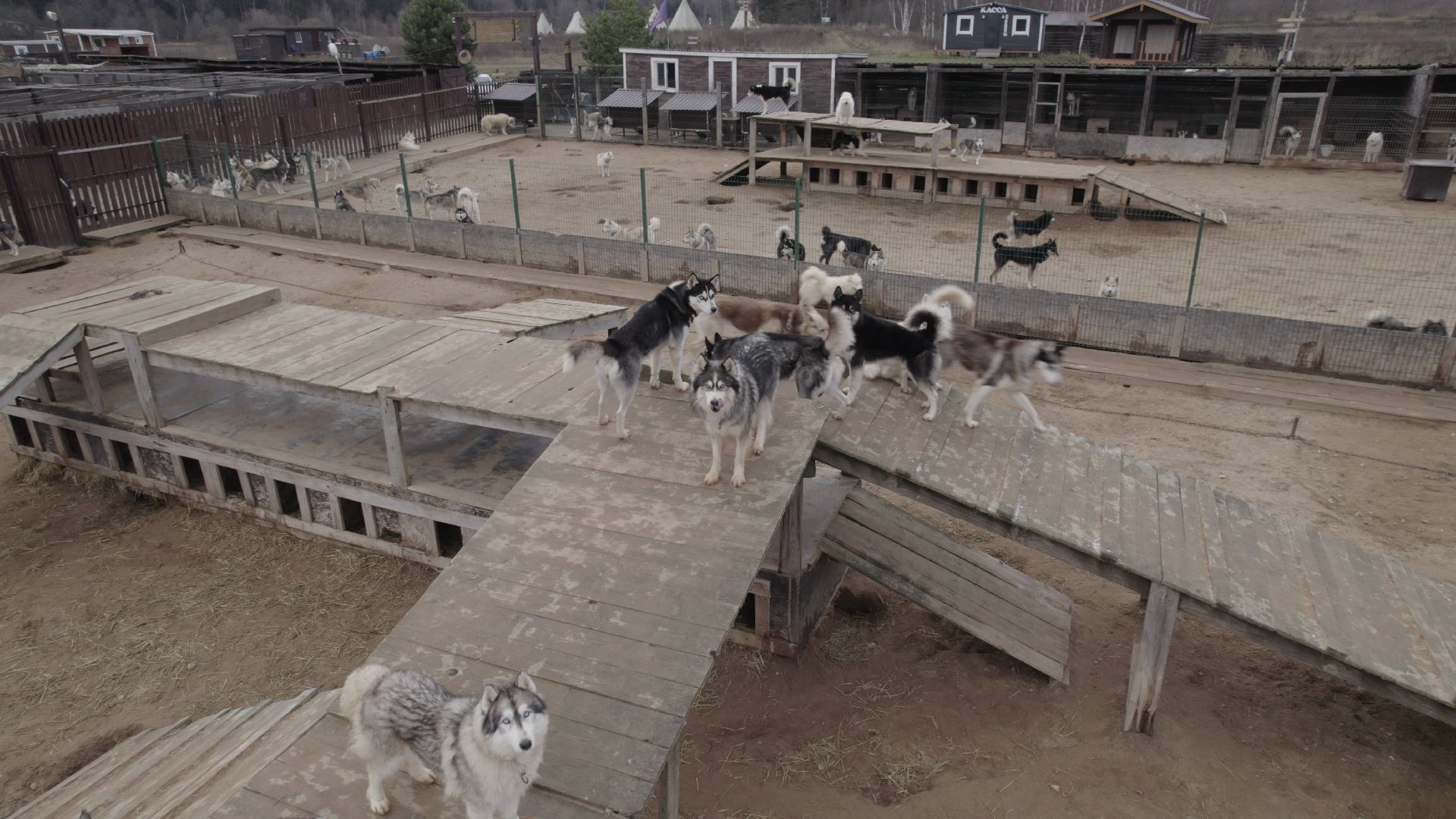 видео с коптера, руза, питомник,