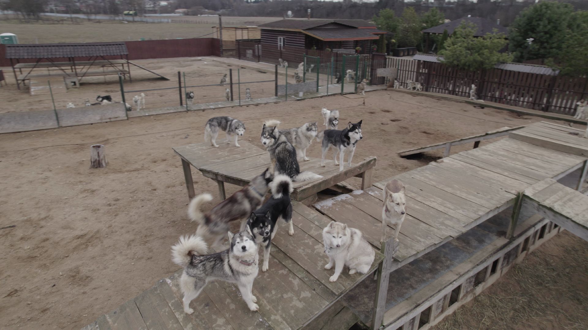 видео с коптера, руза, питомник,