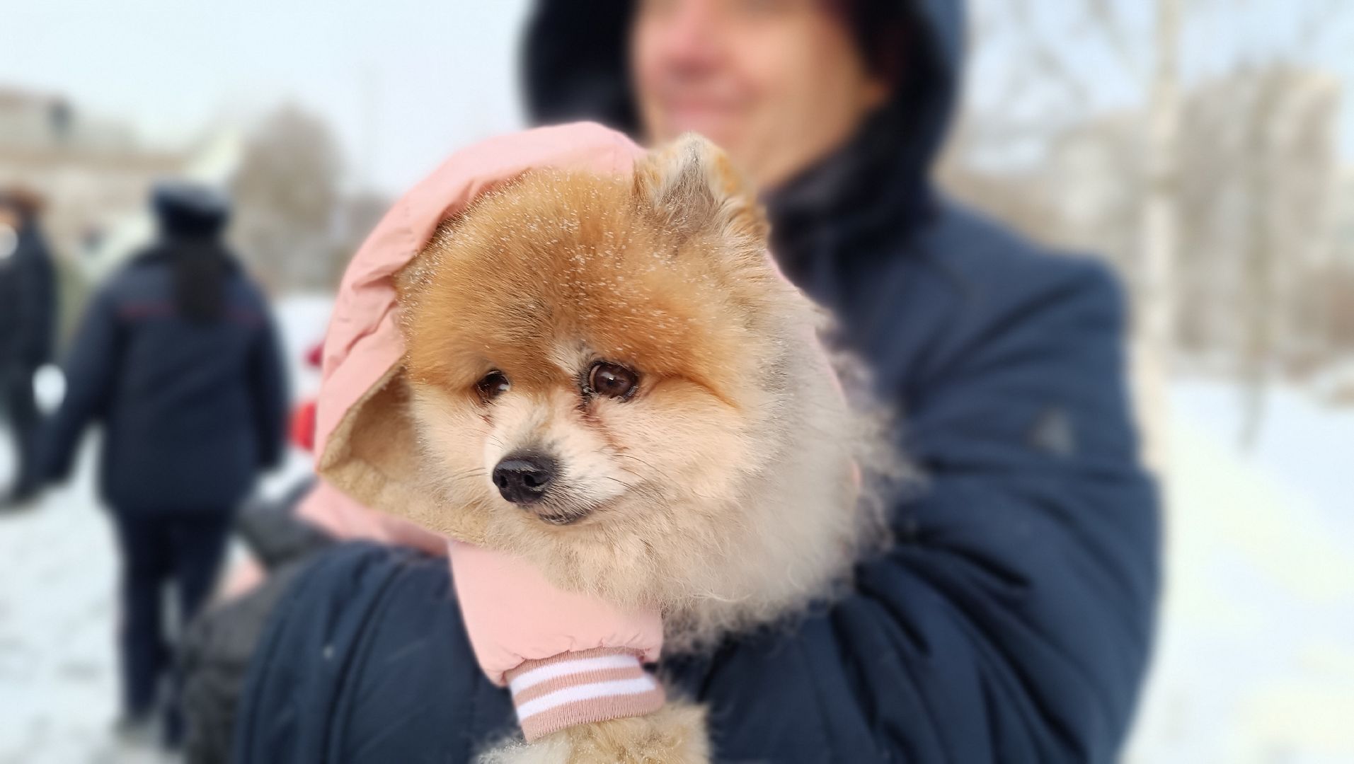 новый год, лобня, дед мороз, вертикалки,