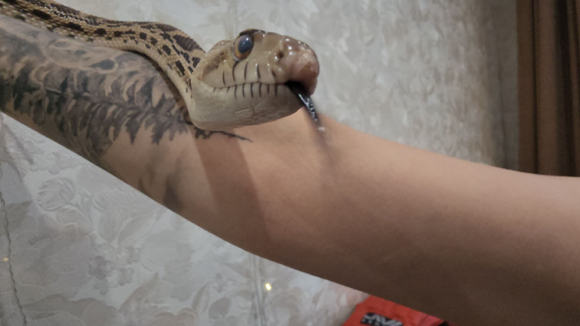 волоколамск, новый год, год змеи, вертикалки,