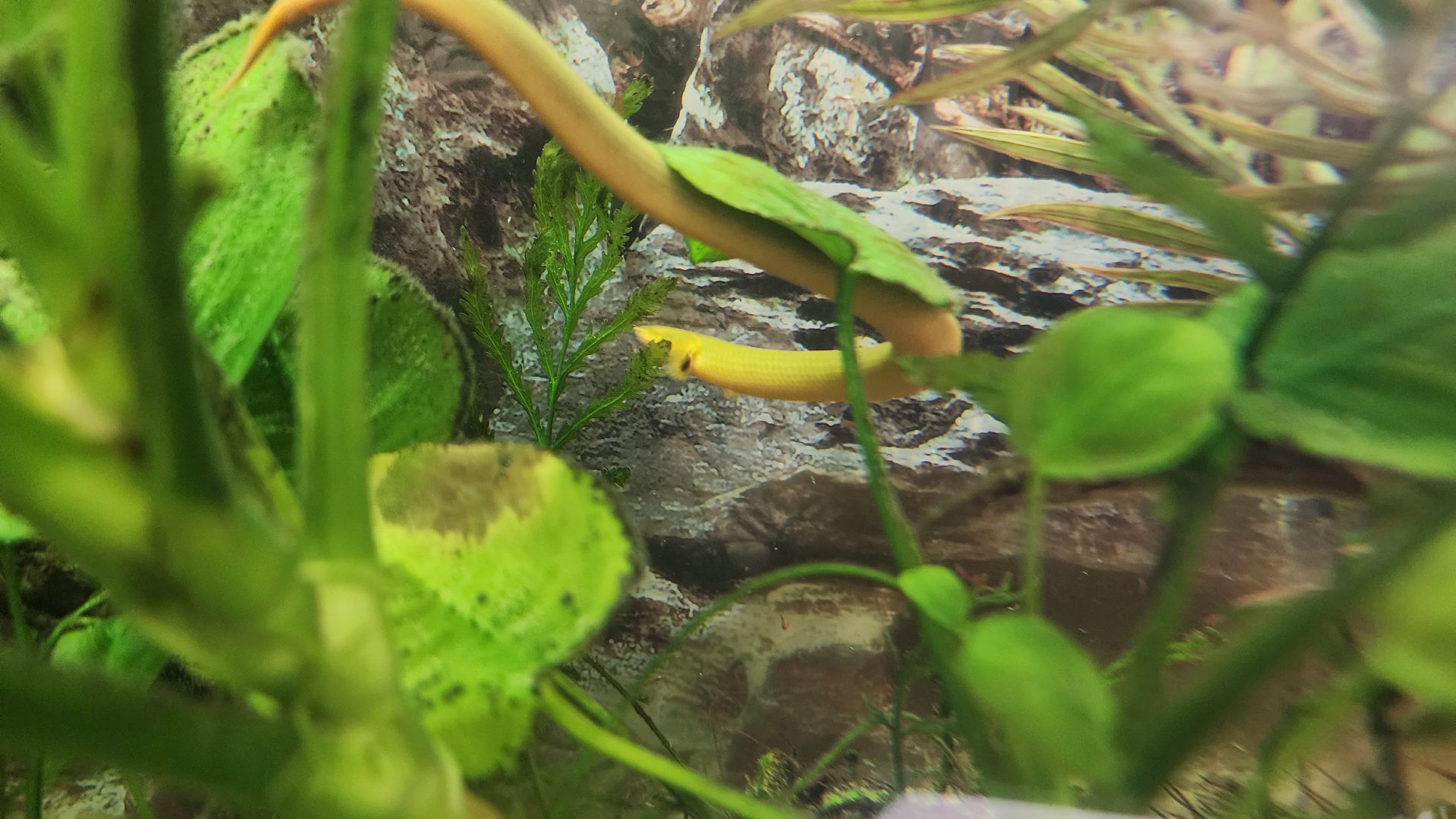 волоколамск, новый год, год змеи, вертикалки,