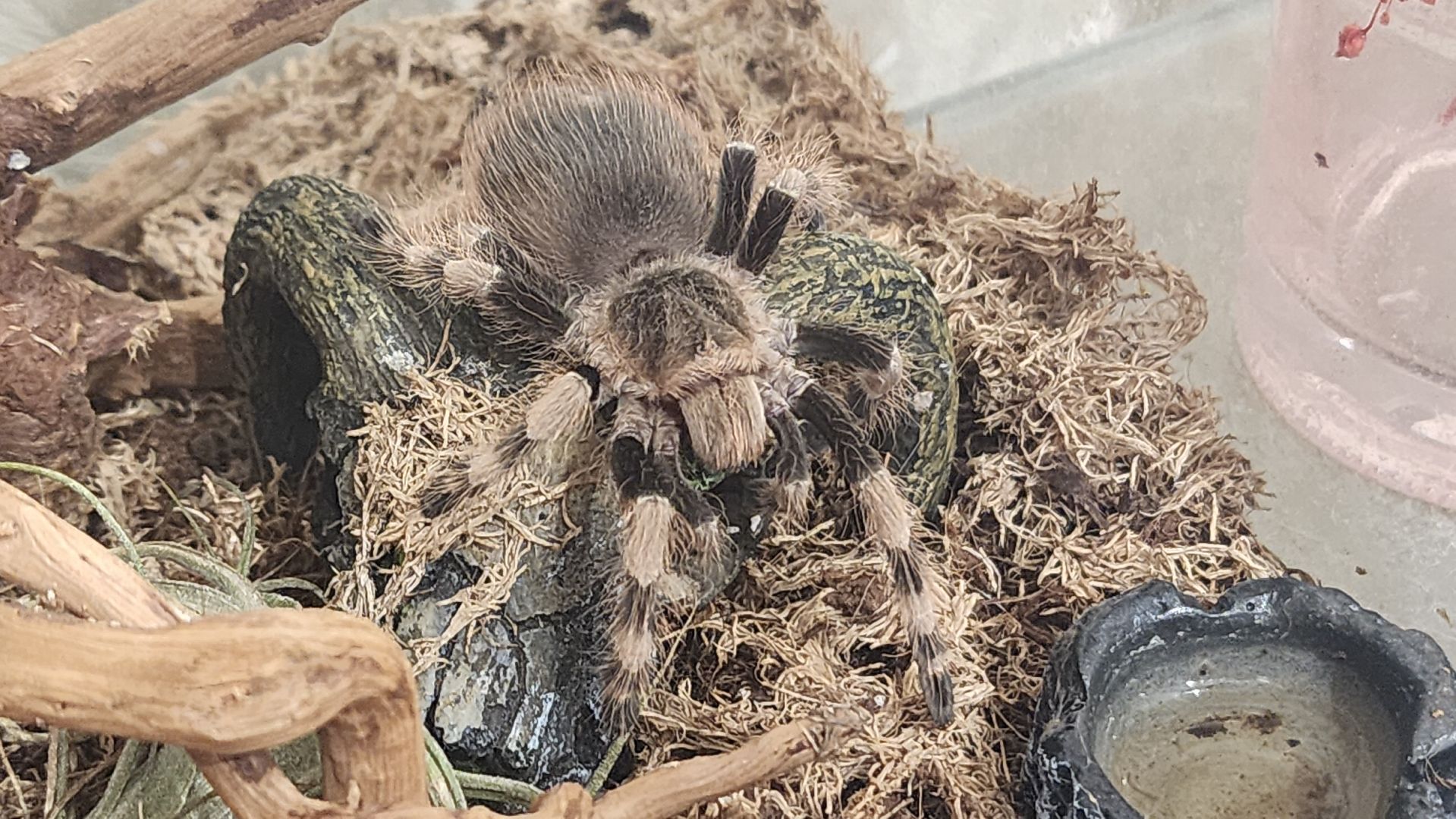 волоколамск, новый год, год змеи, вертикалки,