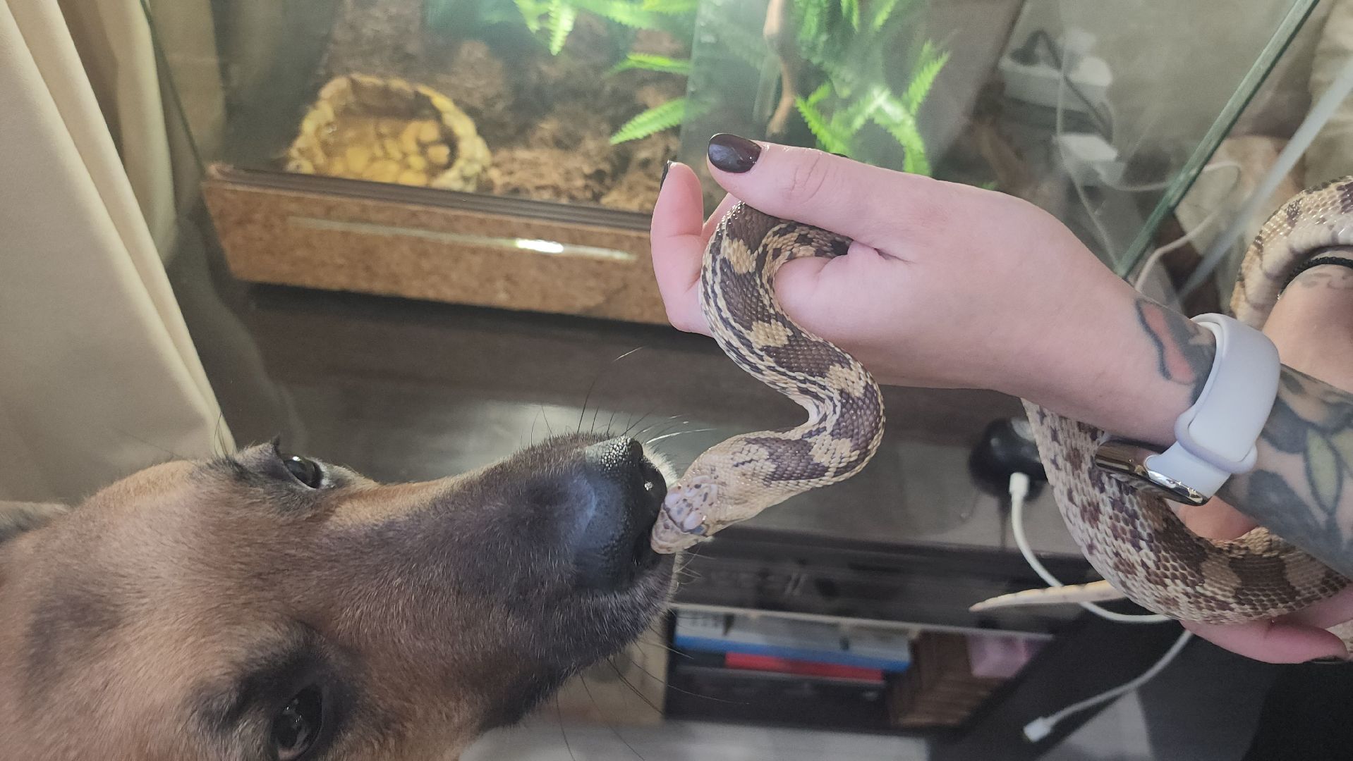 волоколамск, новый год, год змеи, вертикалки,