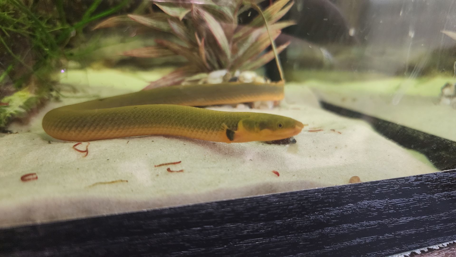 волоколамск, новый год, год змеи, вертикалки,