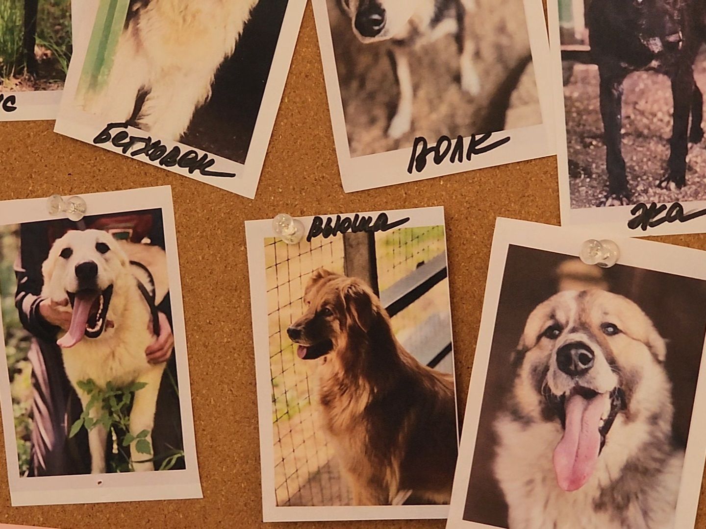 Дубна, Верный друг, Приют, Маркет, Благотворительность,