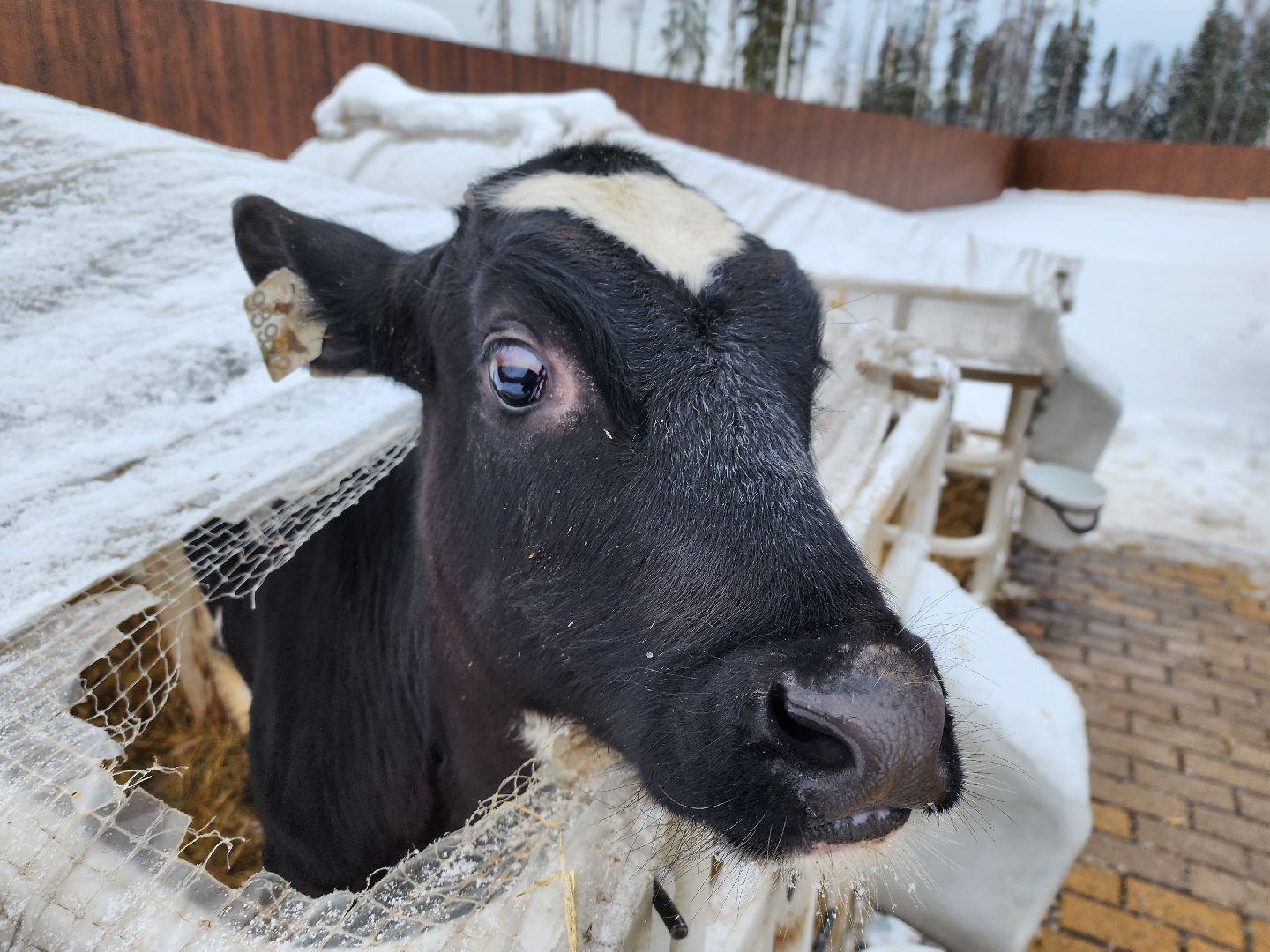 вертикалки, пушкино,