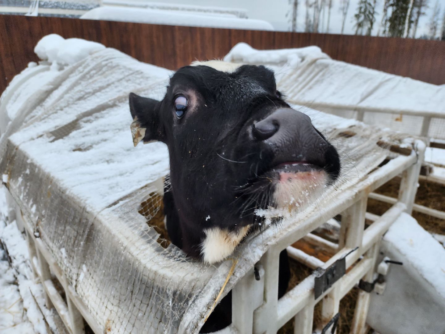 вертикалки, пушкино,