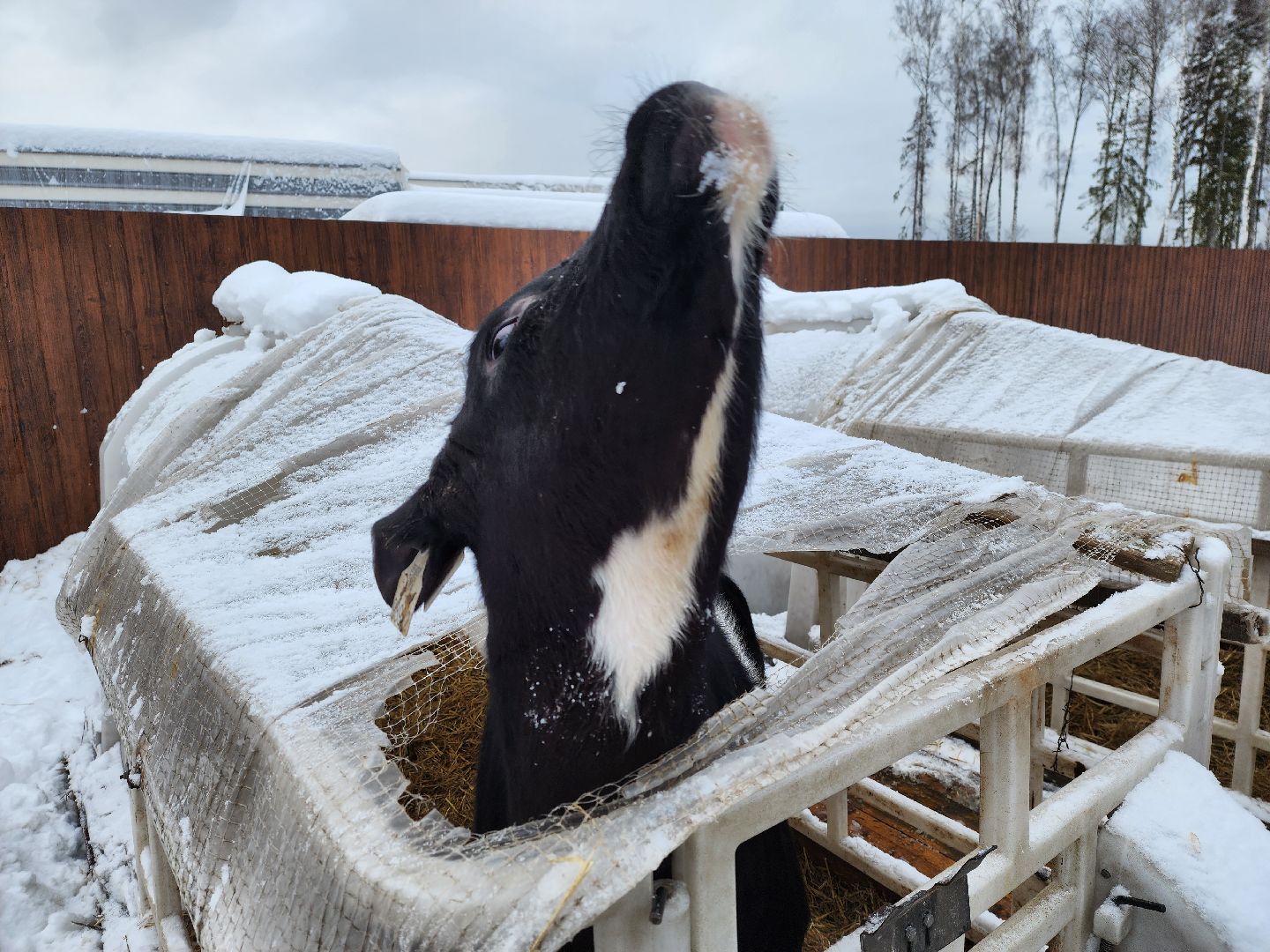 вертикалки, пушкино,